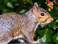 Grey Squirrel